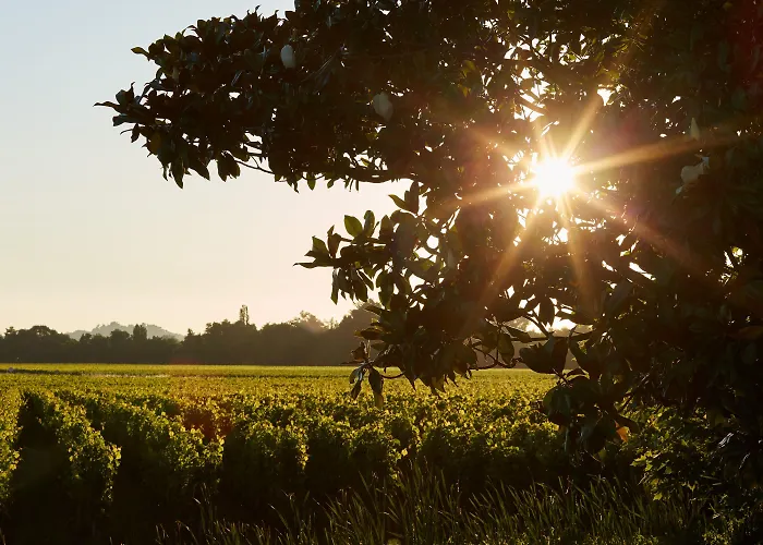 Chateau Grand Barrail Saint-Émilion
